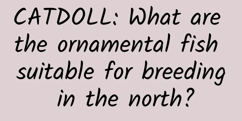 CATDOLL: What are the ornamental fish suitable for breeding in the north?