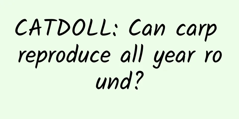 CATDOLL: Can carp reproduce all year round?