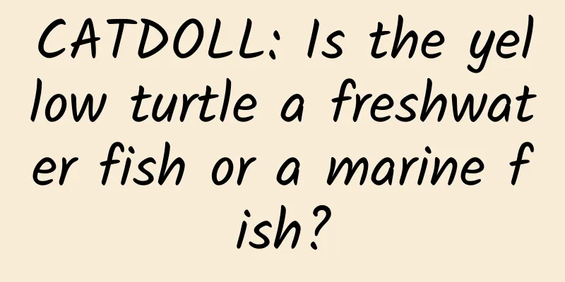 CATDOLL: Is the yellow turtle a freshwater fish or a marine fish?
