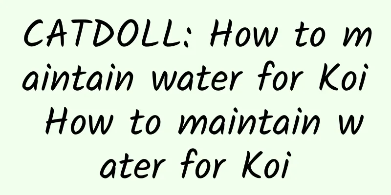 CATDOLL: How to maintain water for Koi How to maintain water for Koi