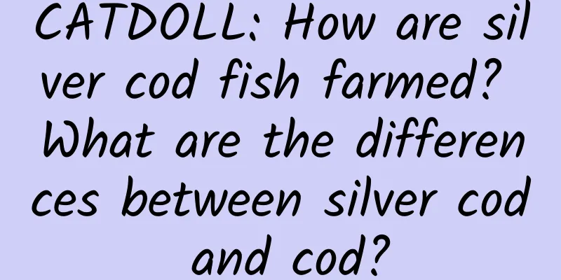 CATDOLL: How are silver cod fish farmed? What are the differences between silver cod and cod?