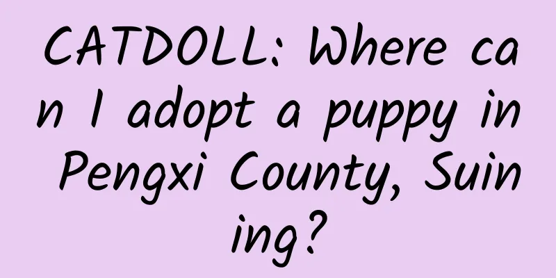 CATDOLL: Where can I adopt a puppy in Pengxi County, Suining?