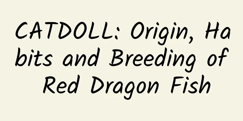 CATDOLL: Origin, Habits and Breeding of Red Dragon Fish
