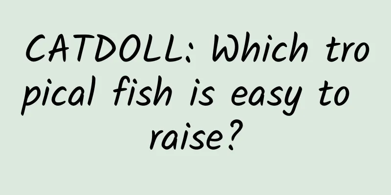 CATDOLL: Which tropical fish is easy to raise?