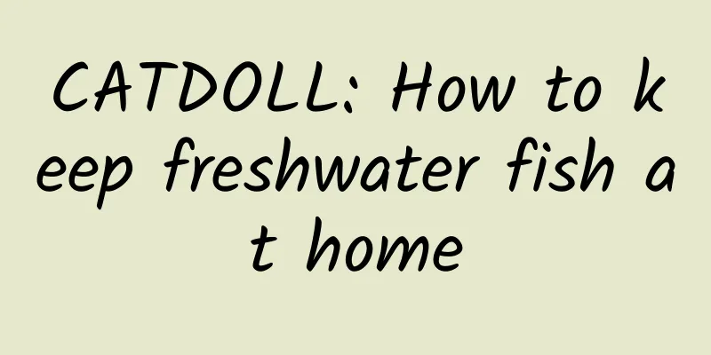 CATDOLL: How to keep freshwater fish at home