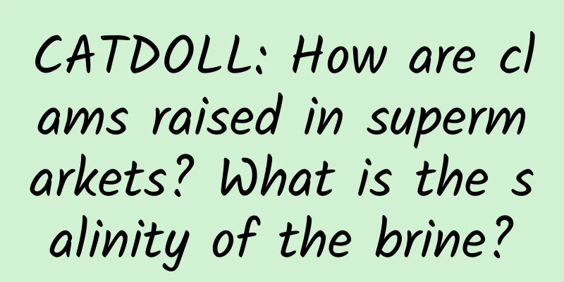 CATDOLL: How are clams raised in supermarkets? What is the salinity of the brine?