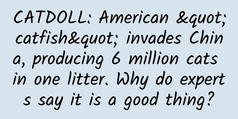 CATDOLL: American "catfish" invades China, producing 6 million cats in one litter. Why do experts say it is a good thing?