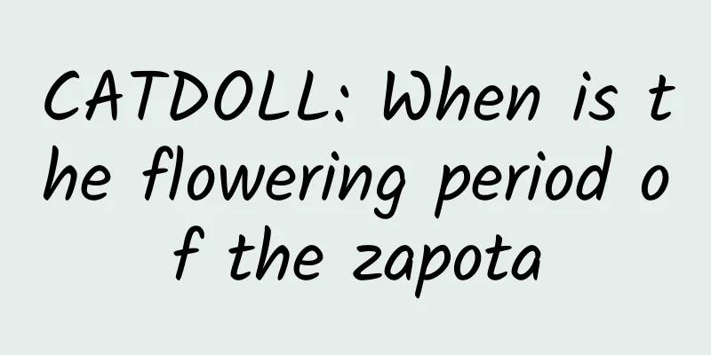 CATDOLL: When is the flowering period of the zapota