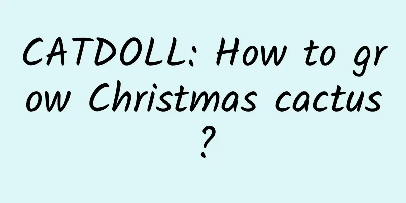 CATDOLL: How to grow Christmas cactus?
