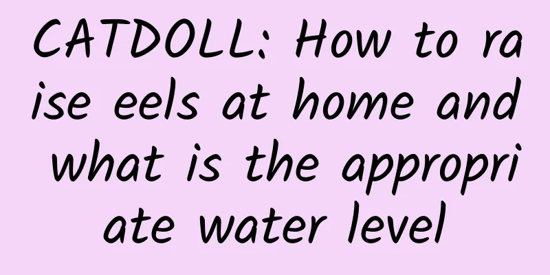 CATDOLL: How to raise eels at home and what is the appropriate water level