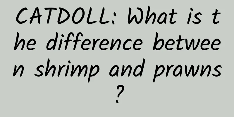 CATDOLL: What is the difference between shrimp and prawns?