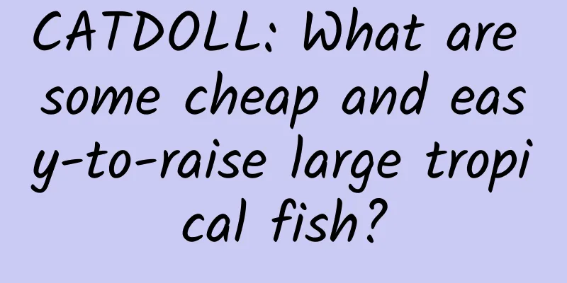 CATDOLL: What are some cheap and easy-to-raise large tropical fish?