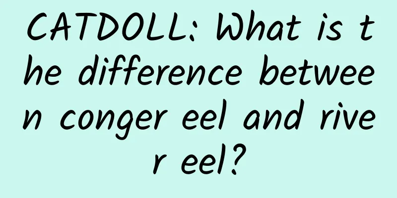 CATDOLL: What is the difference between conger eel and river eel?