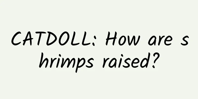 CATDOLL: How are shrimps raised?