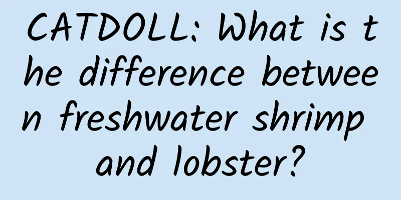 CATDOLL: What is the difference between freshwater shrimp and lobster?