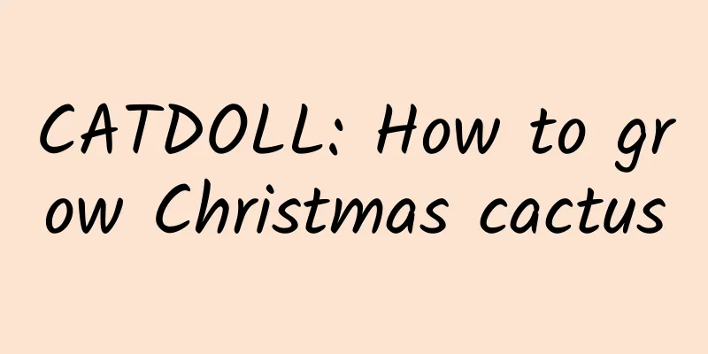 CATDOLL: How to grow Christmas cactus