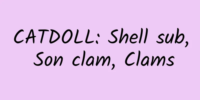CATDOLL: Shell sub, Son clam, Clams