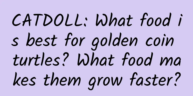 CATDOLL: What food is best for golden coin turtles? What food makes them grow faster?