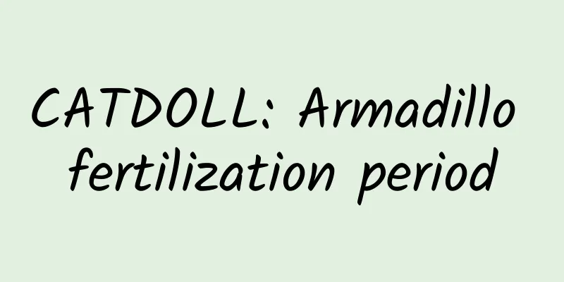 CATDOLL: Armadillo fertilization period