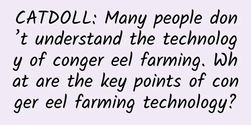CATDOLL: Many people don’t understand the technology of conger eel farming. What are the key points of conger eel farming technology?