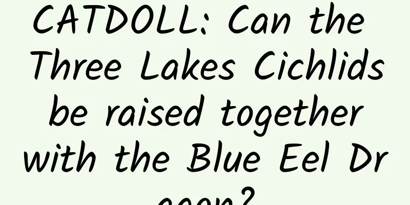 CATDOLL: Can the Three Lakes Cichlids be raised together with the Blue Eel Dragon?