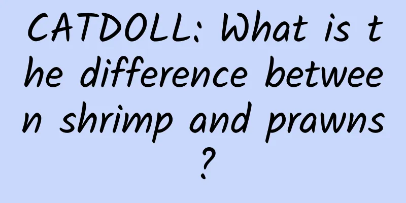 CATDOLL: What is the difference between shrimp and prawns?