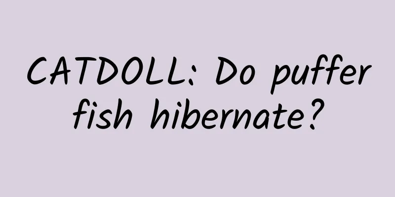 CATDOLL: Do pufferfish hibernate?