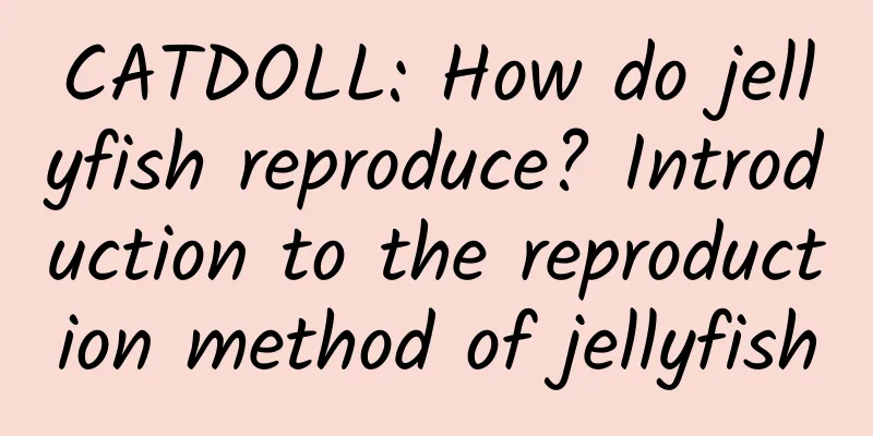 CATDOLL: How do jellyfish reproduce? Introduction to the reproduction method of jellyfish