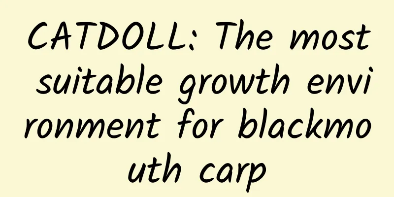 CATDOLL: The most suitable growth environment for blackmouth carp