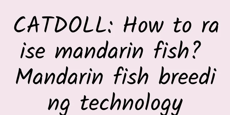 CATDOLL: How to raise mandarin fish? Mandarin fish breeding technology