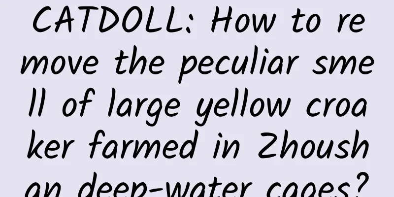 CATDOLL: How to remove the peculiar smell of large yellow croaker farmed in Zhoushan deep-water cages?