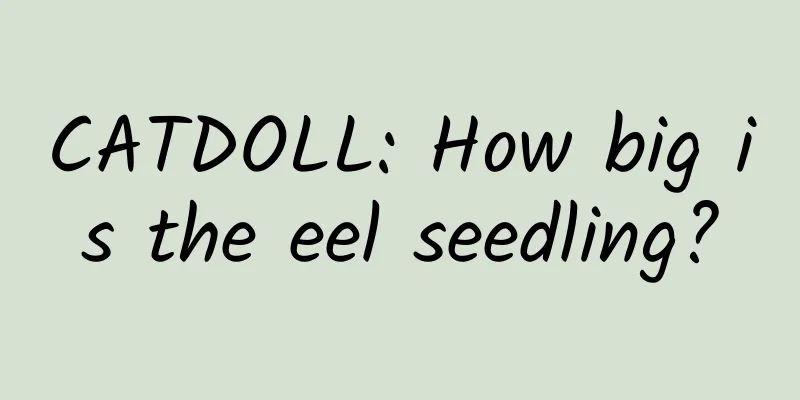 CATDOLL: How big is the eel seedling?