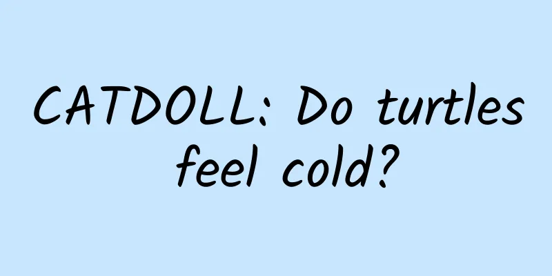 CATDOLL: Do turtles feel cold?