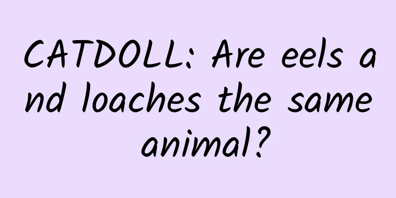 CATDOLL: Are eels and loaches the same animal?