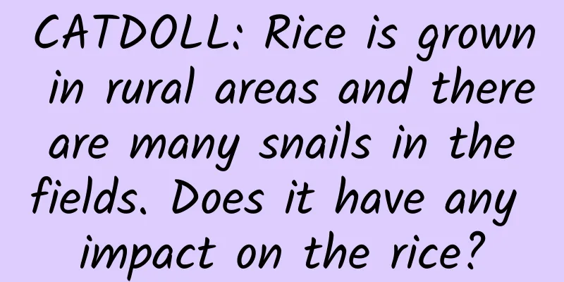 CATDOLL: Rice is grown in rural areas and there are many snails in the fields. Does it have any impact on the rice?
