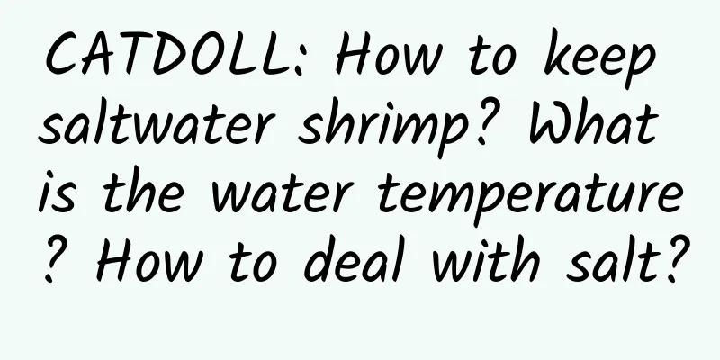 CATDOLL: How to keep saltwater shrimp? What is the water temperature? How to deal with salt?