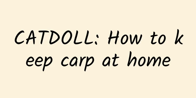 CATDOLL: How to keep carp at home