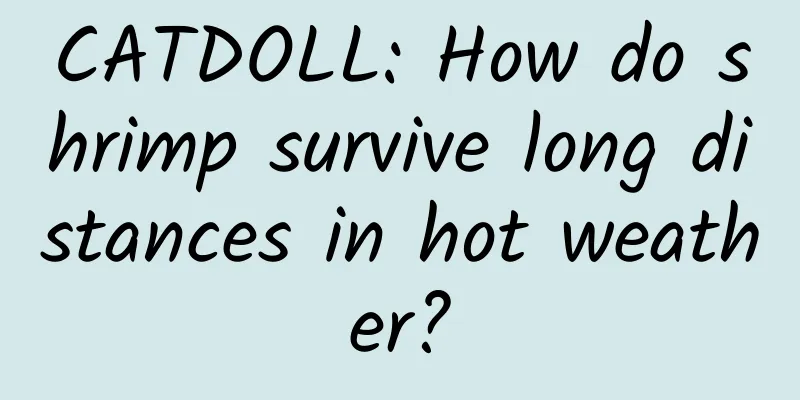 CATDOLL: How do shrimp survive long distances in hot weather?