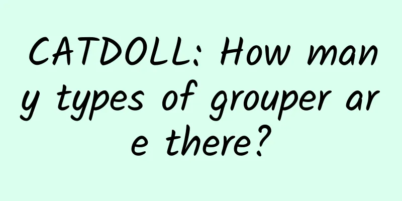 CATDOLL: How many types of grouper are there?