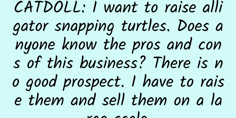 CATDOLL: I want to raise alligator snapping turtles. Does anyone know the pros and cons of this business? There is no good prospect. I have to raise them and sell them on a large scale.
