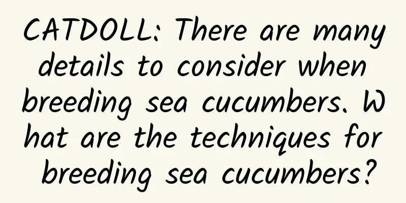 CATDOLL: There are many details to consider when breeding sea cucumbers. What are the techniques for breeding sea cucumbers?
