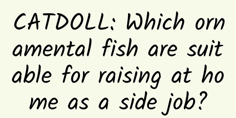 CATDOLL: Which ornamental fish are suitable for raising at home as a side job?