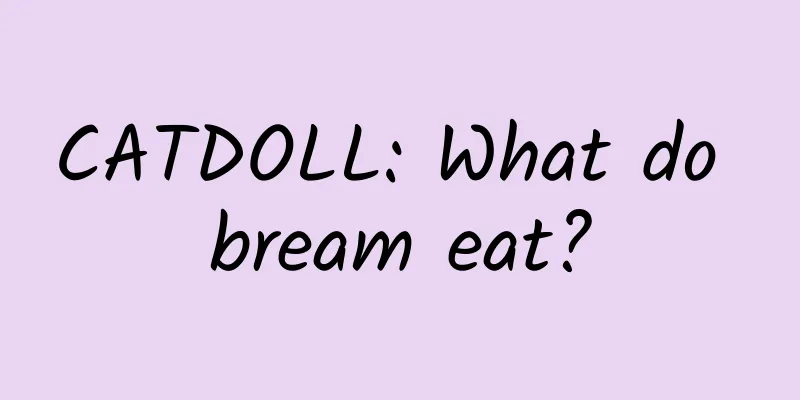 CATDOLL: What do bream eat?