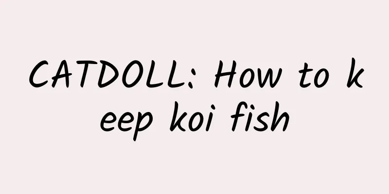 CATDOLL: How to keep koi fish