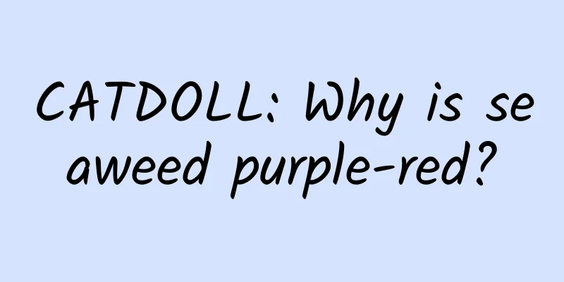 CATDOLL: Why is seaweed purple-red?