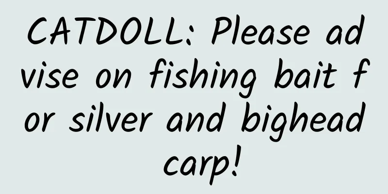 CATDOLL: Please advise on fishing bait for silver and bighead carp!