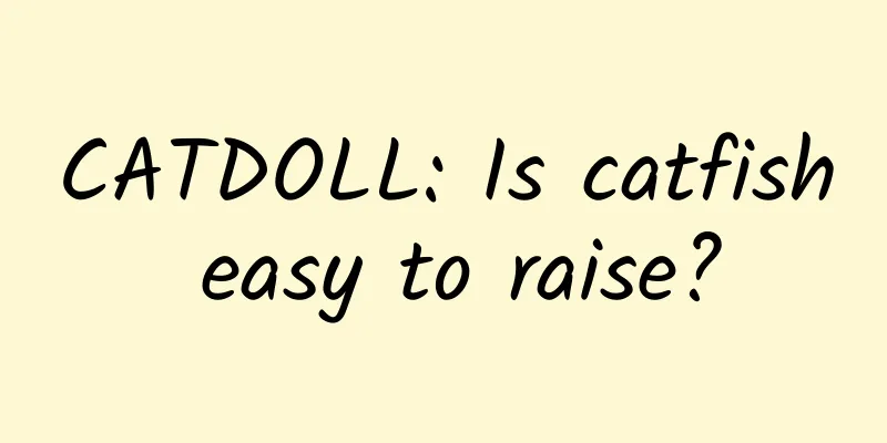 CATDOLL: Is catfish easy to raise?