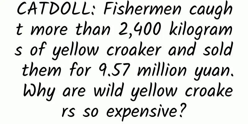 CATDOLL: Fishermen caught more than 2,400 kilograms of yellow croaker and sold them for 9.57 million yuan. Why are wild yellow croakers so expensive?