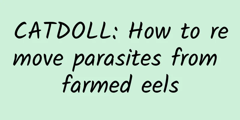 CATDOLL: How to remove parasites from farmed eels
