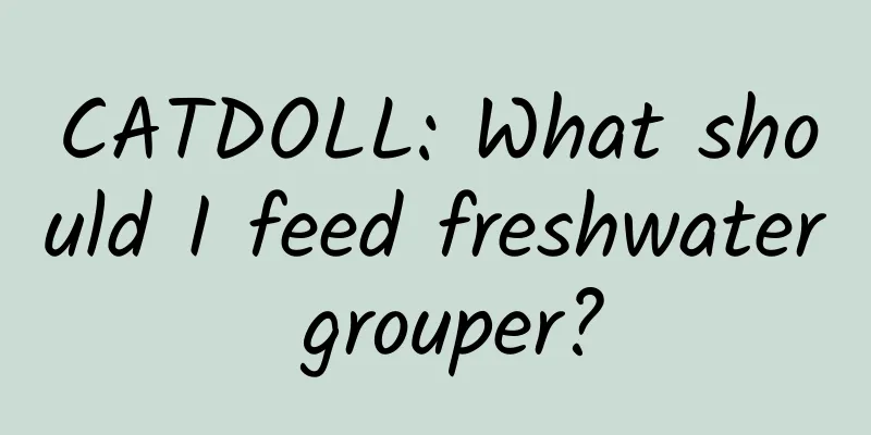 CATDOLL: What should I feed freshwater grouper?